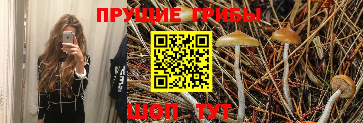 Галлюциногенные грибы Cubensis Кизляр